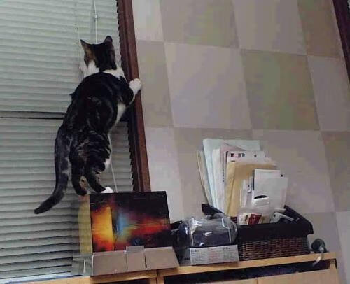 橄榄球冠军锦标赛：南半球四强赛场上演精彩角逐，橄榄球比赛2021