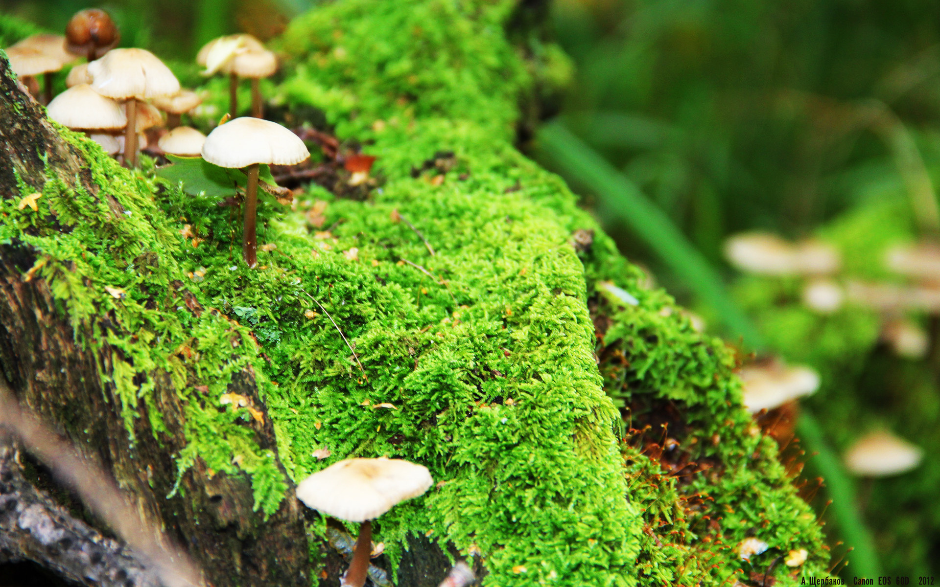 科特迪瓦男篮在非洲锦标赛中不断突破，迈向历史新高，科特迪瓦男篮排名